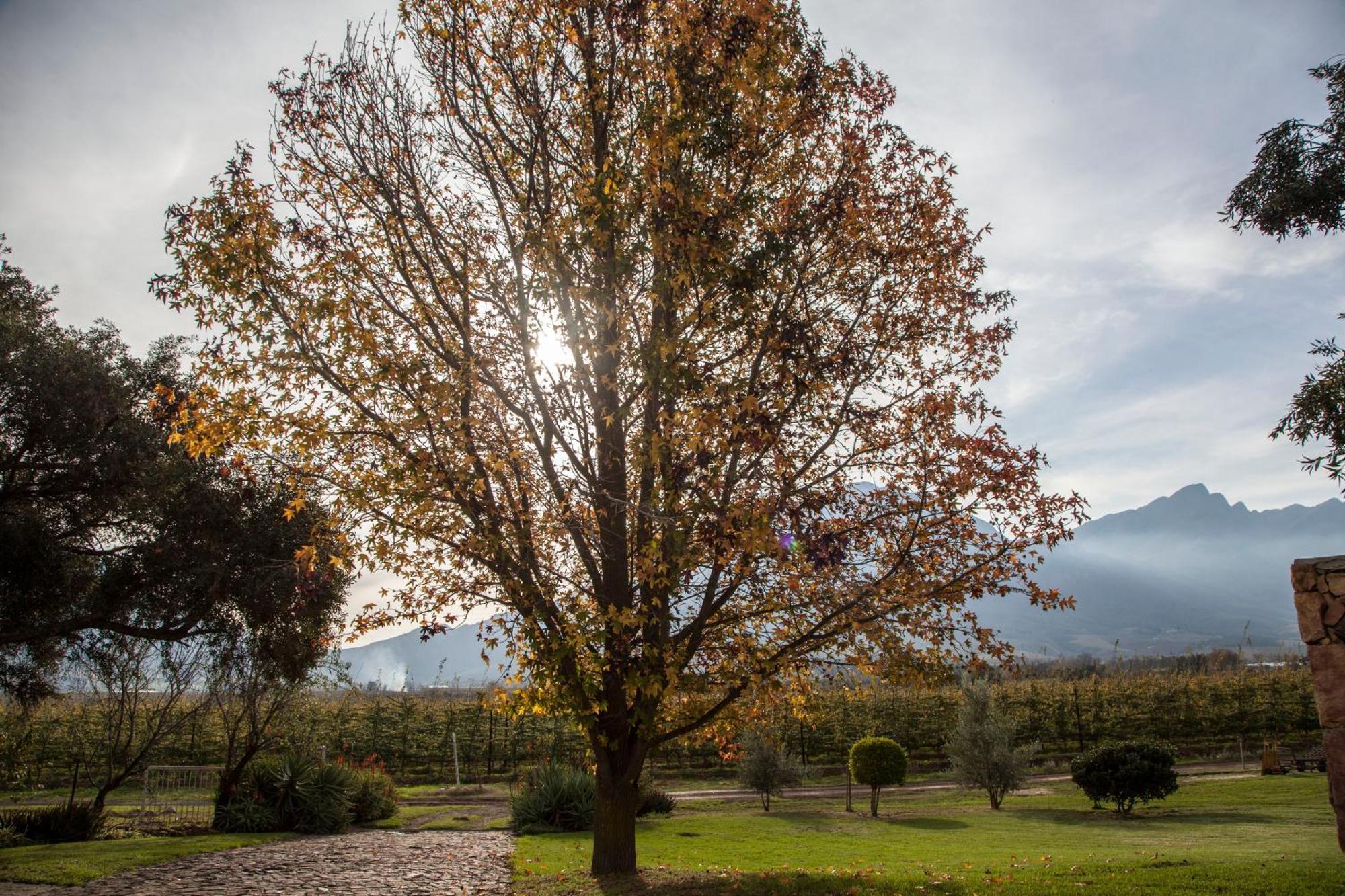 Bergsicht Country Farm Cottages Tulbagh Rum bild
